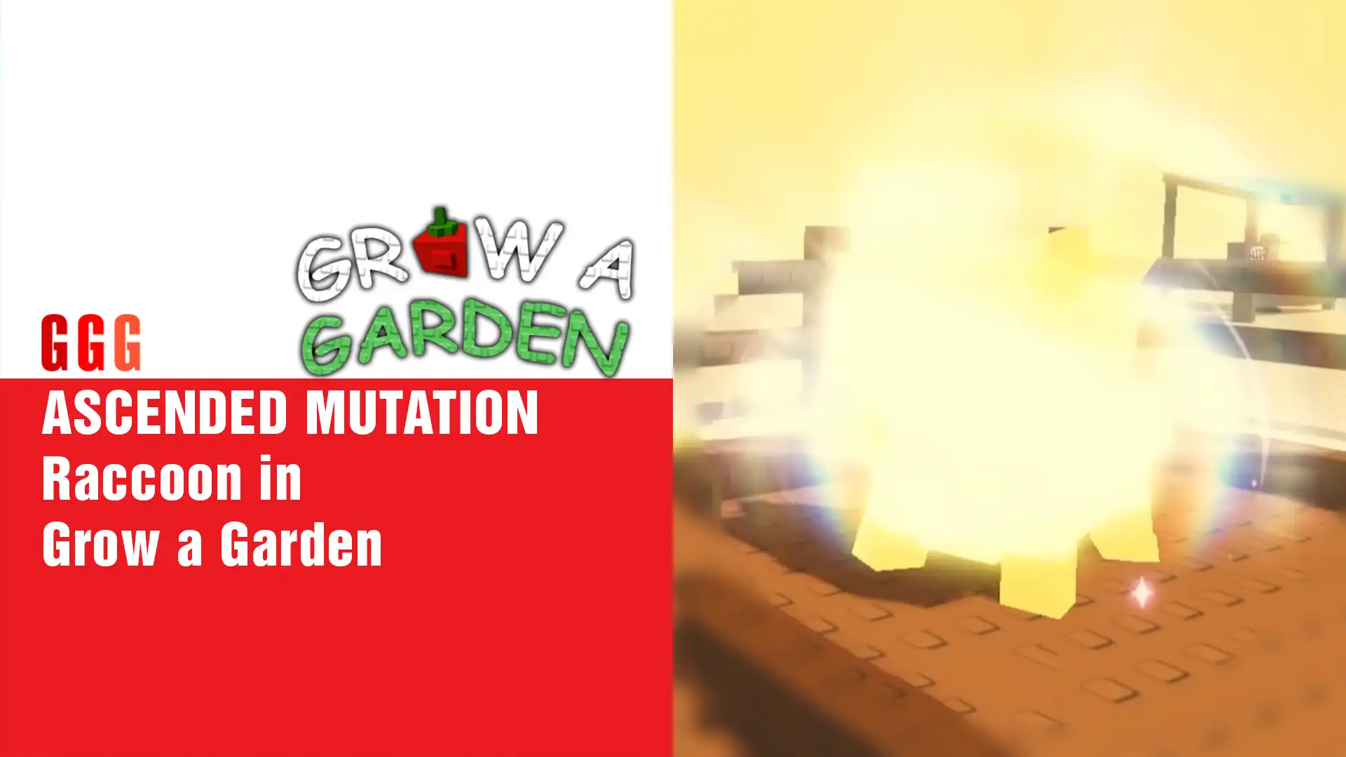 8 ASCENDED MUTATION Raccoon in Grow a Garden
